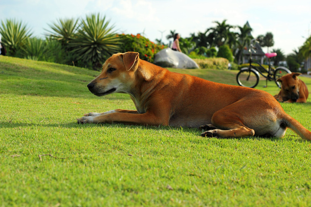 brązowy pies na zielonej trawie. - Zdjęcie, obraz