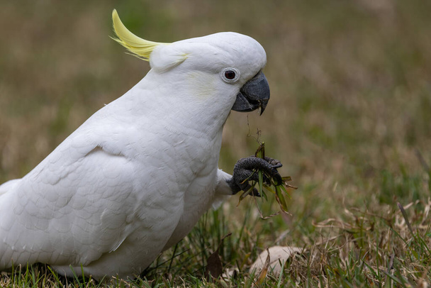 Sulphur-crested Cockatoo feeding on grass roots that it digs up with it's beak - Photo, Image