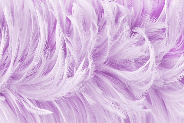 Beautiful purple pastel bird feathers pattern texture background. - Fotoğraf, Görsel