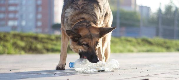 Bir köpek bir şişe suyla oynar, bir Alman çoban köpeği yaz sabahı şafakta şehirde oynar.. - Fotoğraf, Görsel