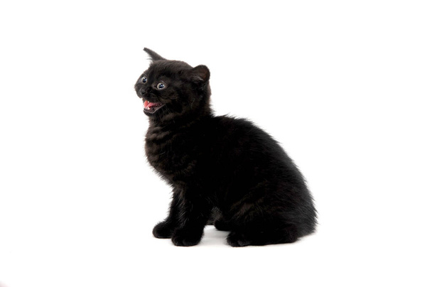 chaton noir purered gonflé se trouve sur un fond isolé - Photo, image