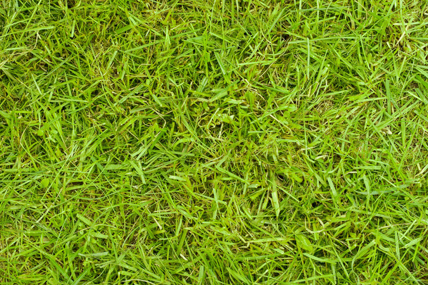 The texture of grass. The image fragment of real lawn after trimming - Valokuva, kuva
