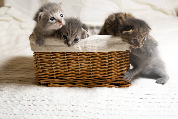 Cinco pequeños gatos multicolores gatitos se sientan en una canasta de mimbre marrón - Foto, imagen