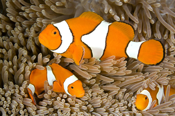 Famiglia di tre Clown Anemonefish, Amphiprion percula, insieme nel loro anemone marino, Heteractis magnifica. Il grande pesce in alto è la femmina, il maschio è in basso a sinistra, e il piccolo pesce in basso a destra è un giovane. - Foto, immagini