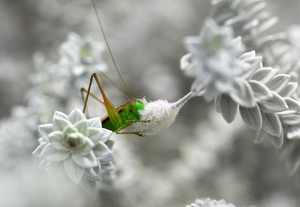 Garten-Biodiversitätsszene einer grünen Heuschrecke, die sich von einer flauschigen Blütenknospe der australischen Wollkelch-Eremophila, Eremophila lachnocalyx, Familie Scrophulariaceae, ernährt - Foto, Bild