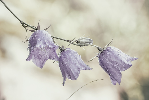 Flor de Bluebell con gotas de agua
 - Foto, Imagen