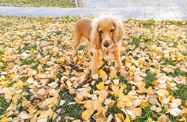 kutya séta között őszi sárga lombozat száraz időben - Fotó, kép