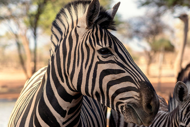 Дикие африканские животные. Африканская гора Зебра стоит на лугу. Национальный парк Этоша. Намибия - Фото, изображение