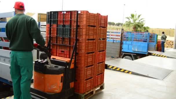 Unloading boxes of avocados - Footage, Video