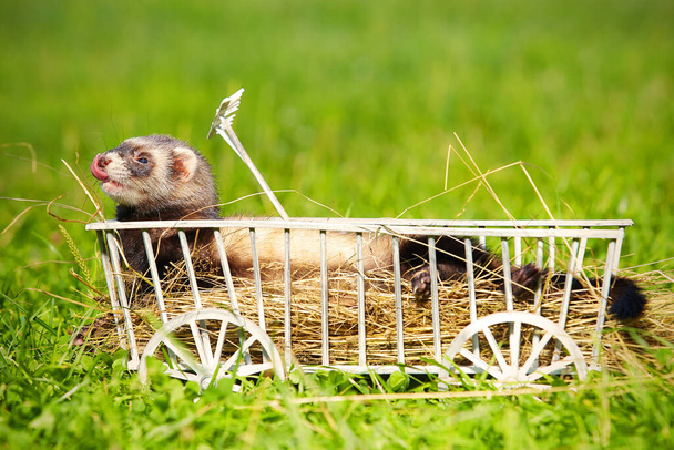 Standard color ferret playing and posing on wooden ladder carriage - Foto, imagen