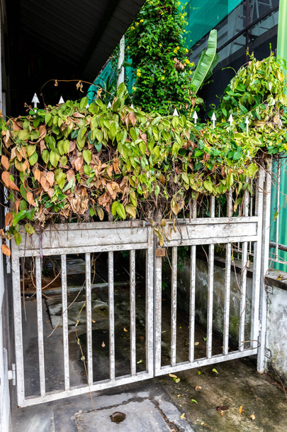 Λευκή σκουριασμένη μεταλλική πύλη εισόδου κατάφυτη με ξερό κισσό (Hedera) και αναρριχητικό, κρυφή είσοδο, πόλη Βικτώρια, Σεϋχέλλες. - Φωτογραφία, εικόνα