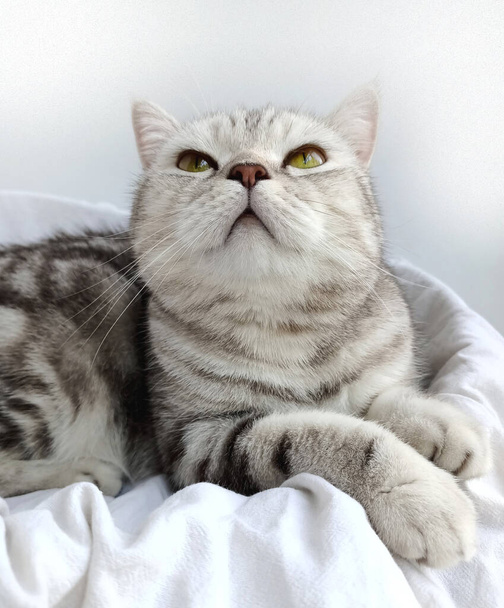 真っ直ぐな耳を持つスコットランドの猫、スコットランドの真っ直ぐな耳を持つ猫の肖像画、猫は休んでいます, - 写真・画像