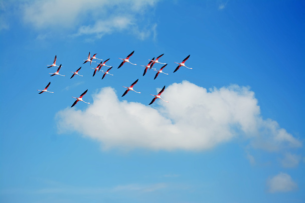 flamingot ja pehmeä pilvi
 - Valokuva, kuva
