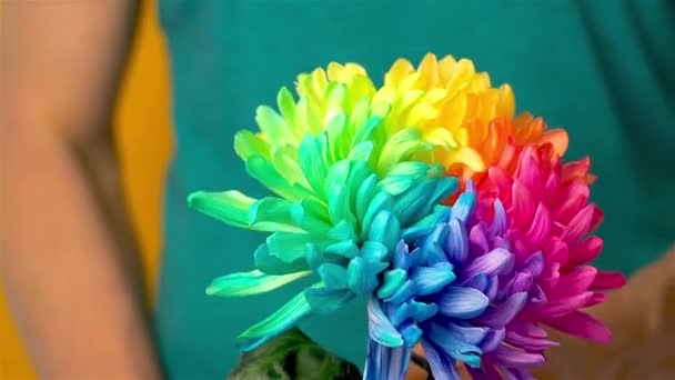 Hombre caucásico gira una flor de crisantemo arco iris en sus manos - Metraje, vídeo