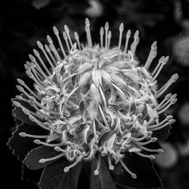 The Leucospermum Veldfire 'una flor nativa australiana en blanco y negro - Foto, Imagen