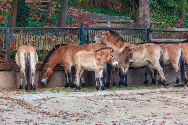 Caballos de Przewalski, animales adultos y jóvenes en el zoológico  - Foto, imagen