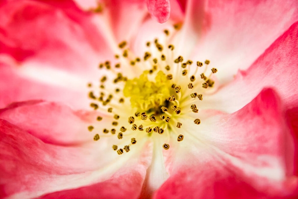 Detailní makro jemných stonků a růžových okvětních lístků psí růže - Fotografie, Obrázek