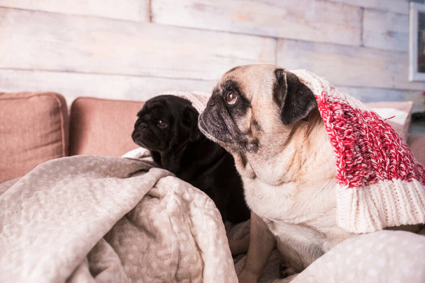 Two dogs pug looking owner at home sitting on the sofa under covers - Photo, Image