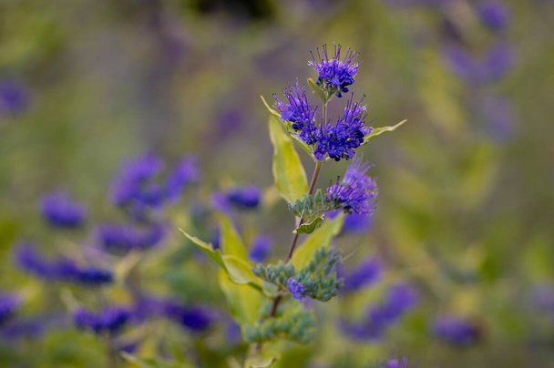 Caryopteris clandonensis bluebeard bright blue flowers in bloom, ornamental autumnal flowering plant with tall stem - Valokuva, kuva