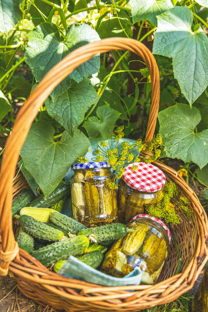 A kertben pácolt uborkával és hozzávalókkal teli kosár zöld levelű és sárga virágú uborkás növényeket vett körül. Nyers, friss, valódi bio élelmiszer. - Fotó, kép