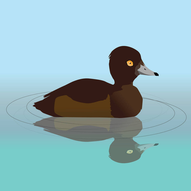 Una ilustración vectorial de un pato con penacho hembra nadando en el agua. Su reflejo es visible en el agua. - Vector, Imagen