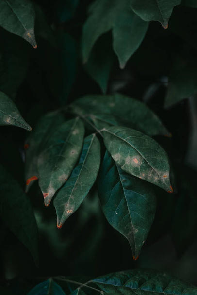 A closeup shot of dark green leaves in the garden - Foto, Imagem