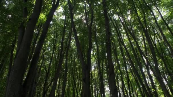 Árboles largos en un bosque desde una vista de ángulo bajo
 - Metraje, vídeo