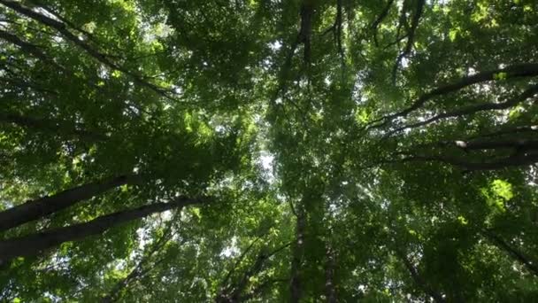 Μακριά δέντρα σε ένα δάσος από θέα χαμηλής γωνίας - Πλάνα, βίντεο