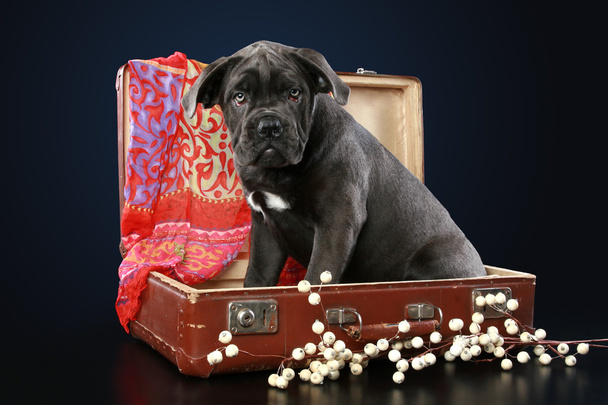 Cane corso puppy sits in suitcase - Photo, Image