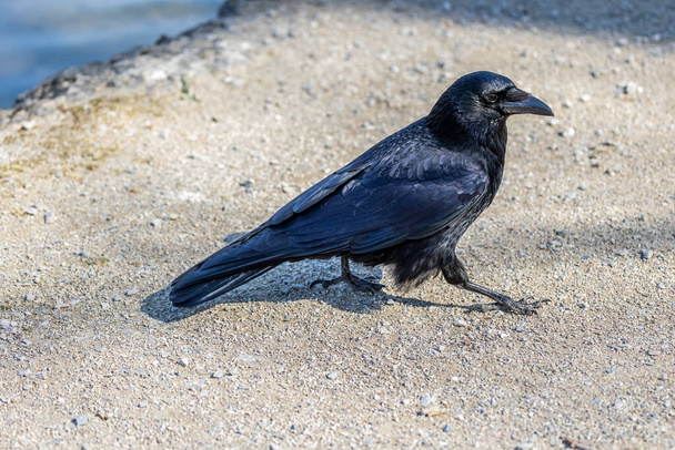 The Common Raven, Corvus corax at Kleinhesseloher Lake in Munich, Germany. - Photo, Image
