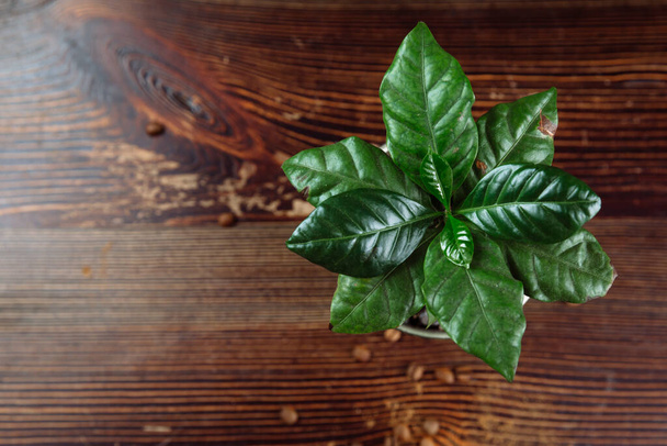 Una joven planta de café verde en una maceta se encuentra sobre una mesa de madera. - Foto, imagen