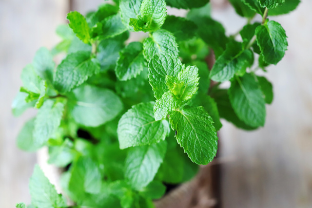 Fresh mint leaves. Mint grows in a pot. Organic food. Growing at home. - Photo, Image