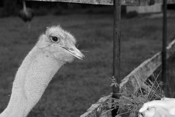 handvoedende struisvogel op een struisvogelboerderij. Zwart-wit foto - Foto, afbeelding