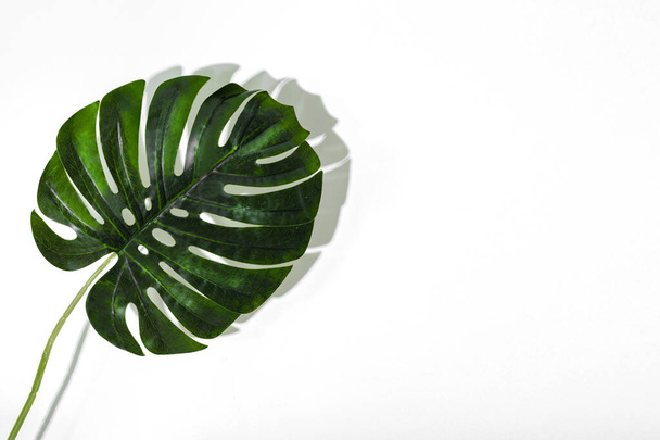 Monstera leaf. Tropická džungle Monstera listy izolované, Swiss Cheese Plant, izolované na bílém pozadí. - Fotografie, Obrázek