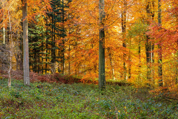 Fagus sylvatia or european beech deciduous trees in mixed woodland with colorful autmnal foliage - Фото, изображение