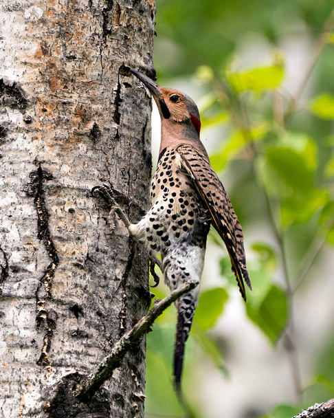 Northern Flicker male bird close-up view, creeping on a tree trunk with a blur background in its environment and habitat surrounding during bird season mating. Flicker Bird Image. Picture. Portrait. Photo.  - Fotografie, Obrázek
