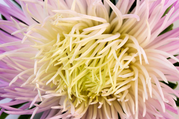 Light pink yellow aster flower close up macro photography - Photo, Image