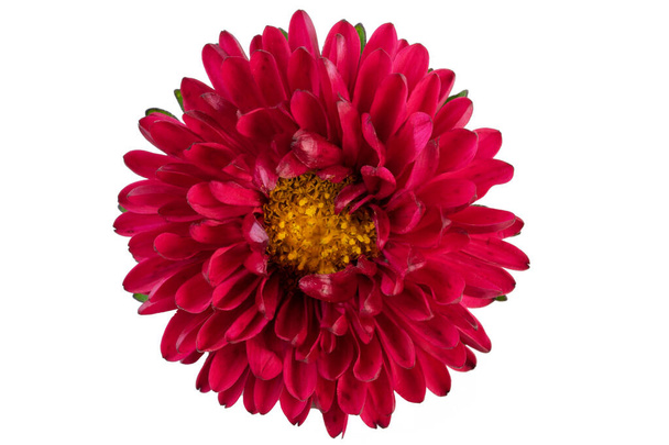 白い背景に赤い花のアスターのクローズアップ｜孤立したマクロ写真 - 写真・画像