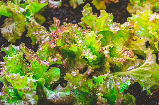 Міське садівництво - деталь рослин органічного салату в піднятому ліжку
 - Фото, зображення