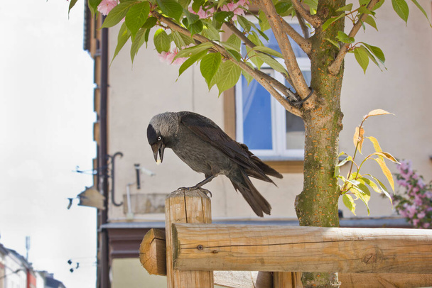 close-up of a jackdaw sitting on a fence - Photo, Image