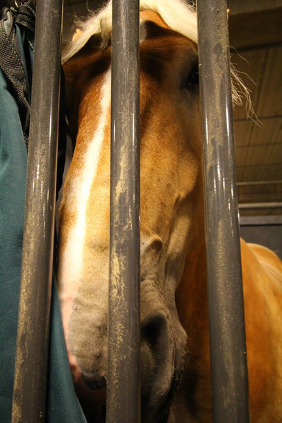 Grande cavallo dietro le sbarre di una stalla - Foto, immagini