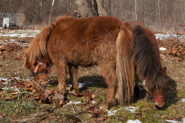 A Pair of Ponies with Winter Coats Grazing - Photo, Image
