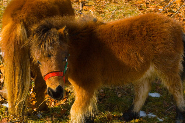 A Pair of Ponies with Winter Coats Grazing - Photo, Image