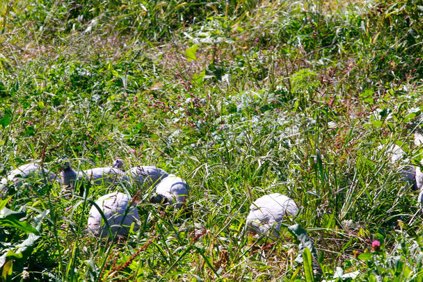 Ptactwo domowe (Numida meleagris) wypasane w trawie - Zdjęcie, obraz