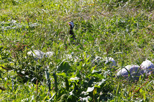 Kotimainen Guineafowl (Numida meleagris) Laiduntaminen nurmessa - Valokuva, kuva