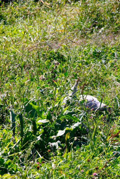 Ptactwo domowe (Numida meleagris) wypasane w trawie - Zdjęcie, obraz