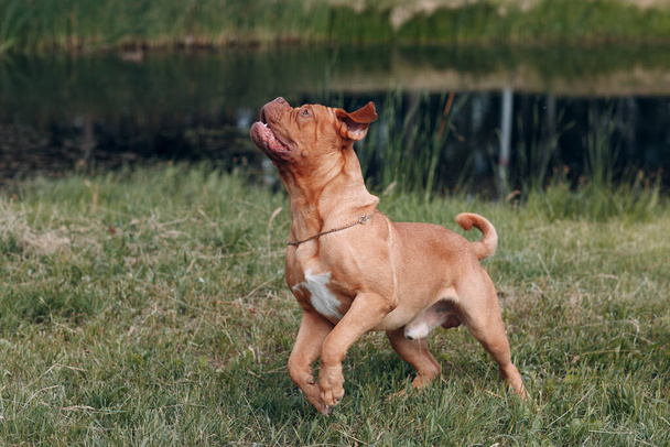 Saltando Dogue de Bordeaux. Mastiff perro mascota
. - Foto, Imagen