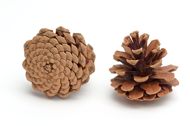 Brown cones - Photo, Image