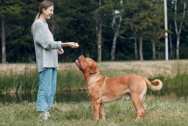 Dogue de Bordeaux or French Mastiff with young woman playing with ball at outdoor park - Photo, Image