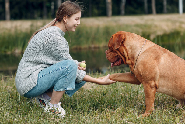 Dogue de Bordeaux or French Mastiff gives paw young woman at outdoor park - Photo, Image